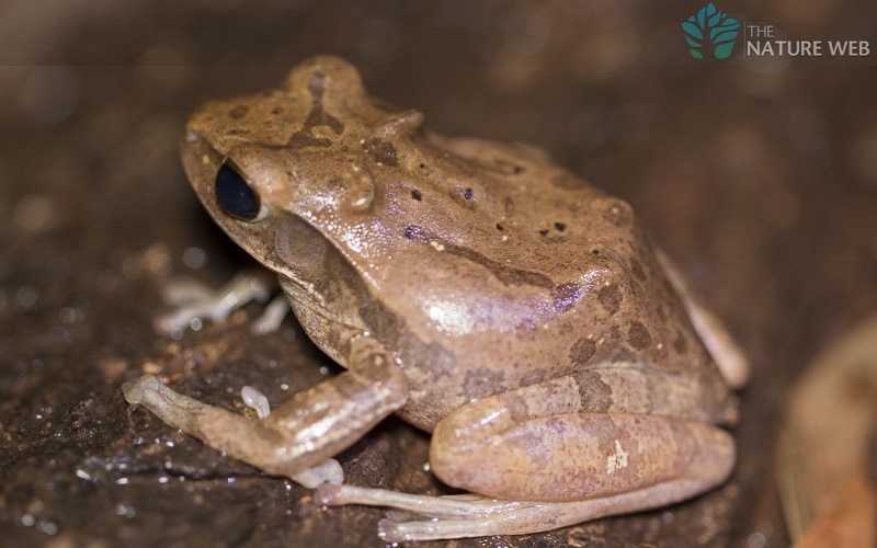 Indian Tree Frog